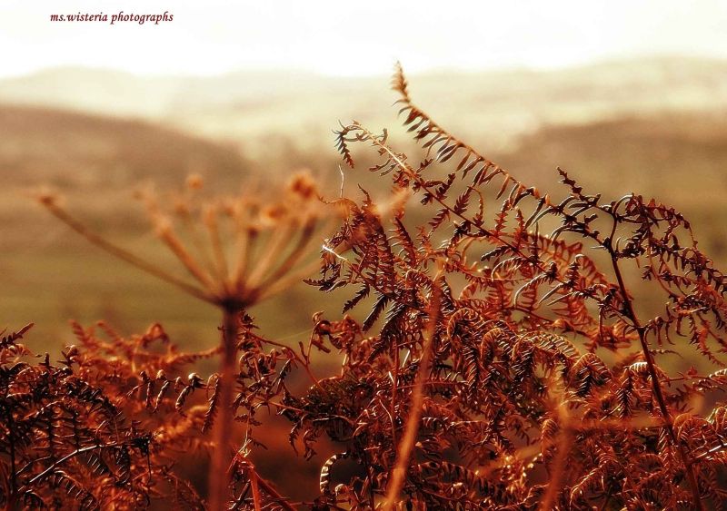 autumn bracken.jpg